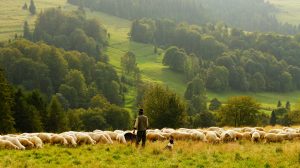 Shepherd - Photo by Biegun Wschodni on Unsplash